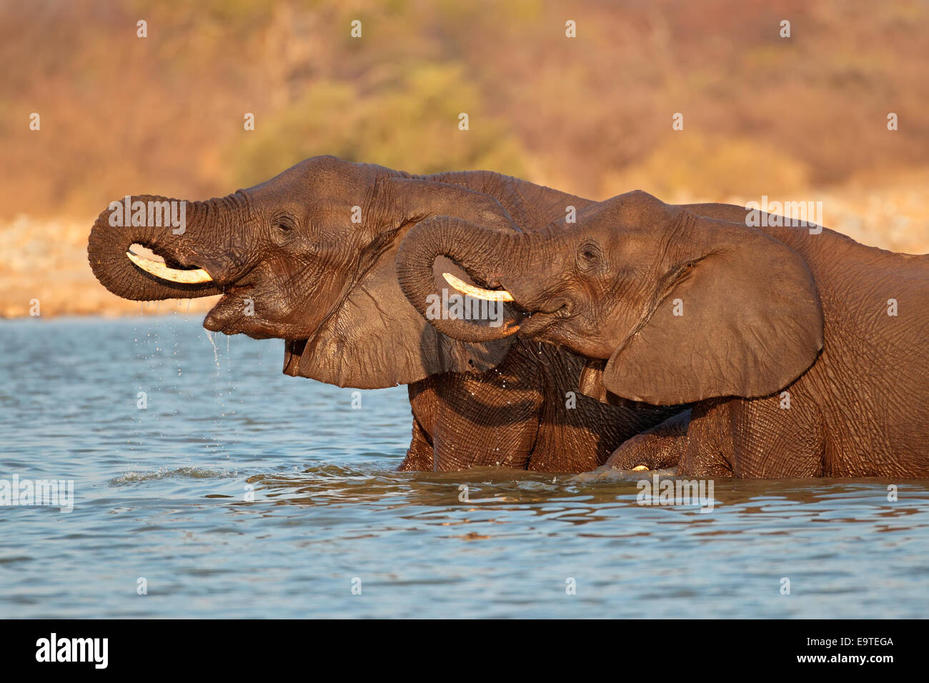 Afrikanische Elefanten (Loxodonta Africana) stehen im Wasser, Etosha Nationalpark, Namibia Stockfoto