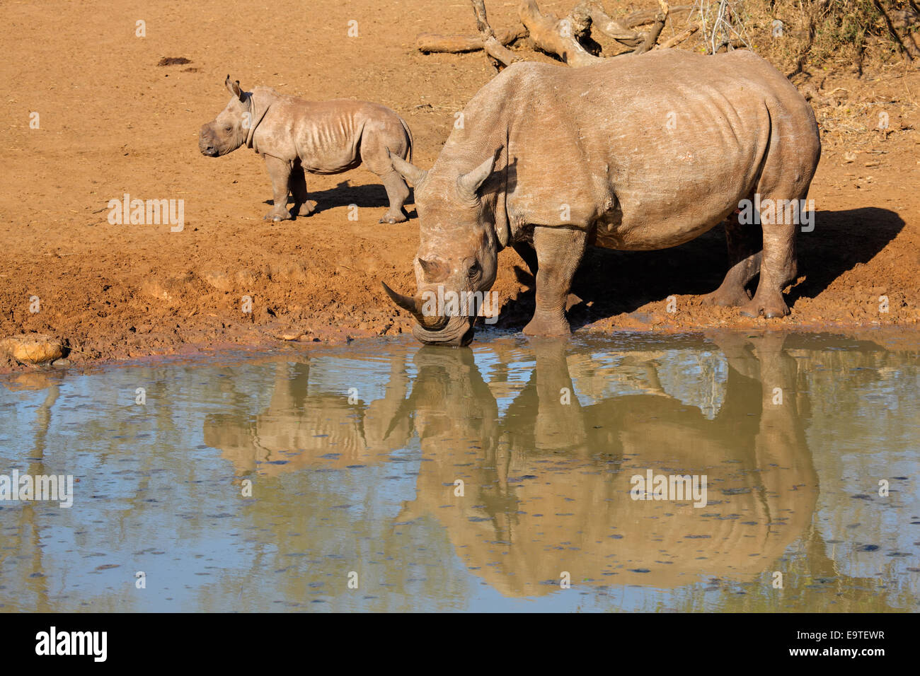 Breitmaulnashorn (Ceratotherium Simum) mit Kalb Trinkwasser, Mkuze game Reserve, Südafrika Stockfoto