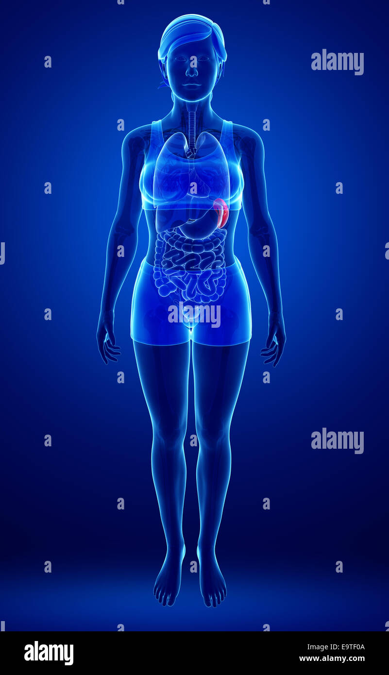 Darstellung der weiblichen Milz Anatomie Stockfoto