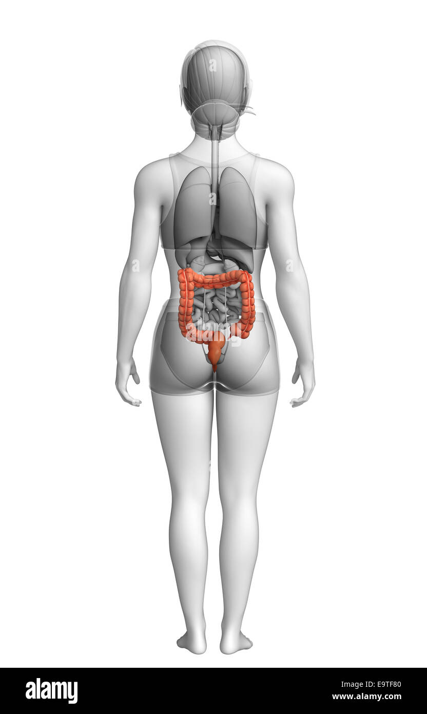 Darstellung der weiblichen Dickdarm Anatomie Stockfoto