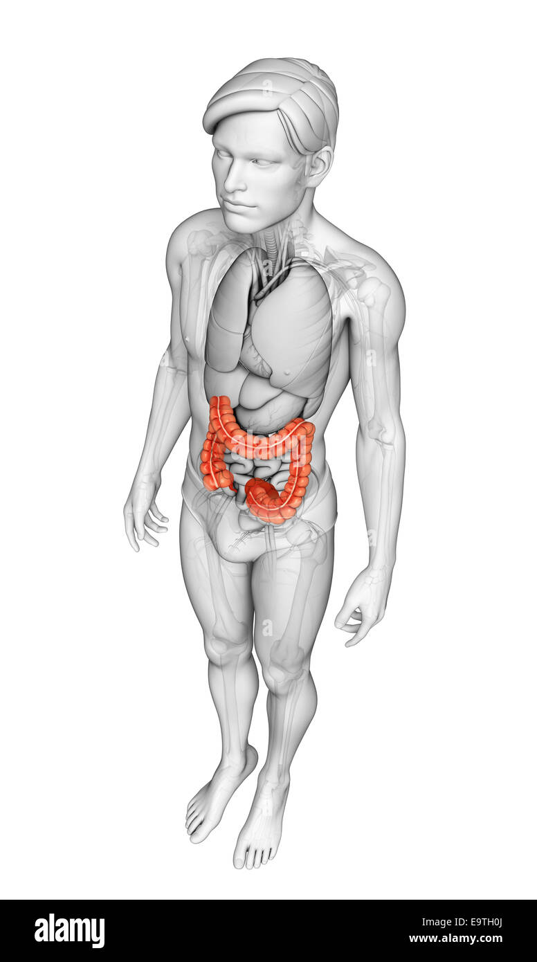 Darstellung der männlichen Dickdarm Anatomie Stockfoto