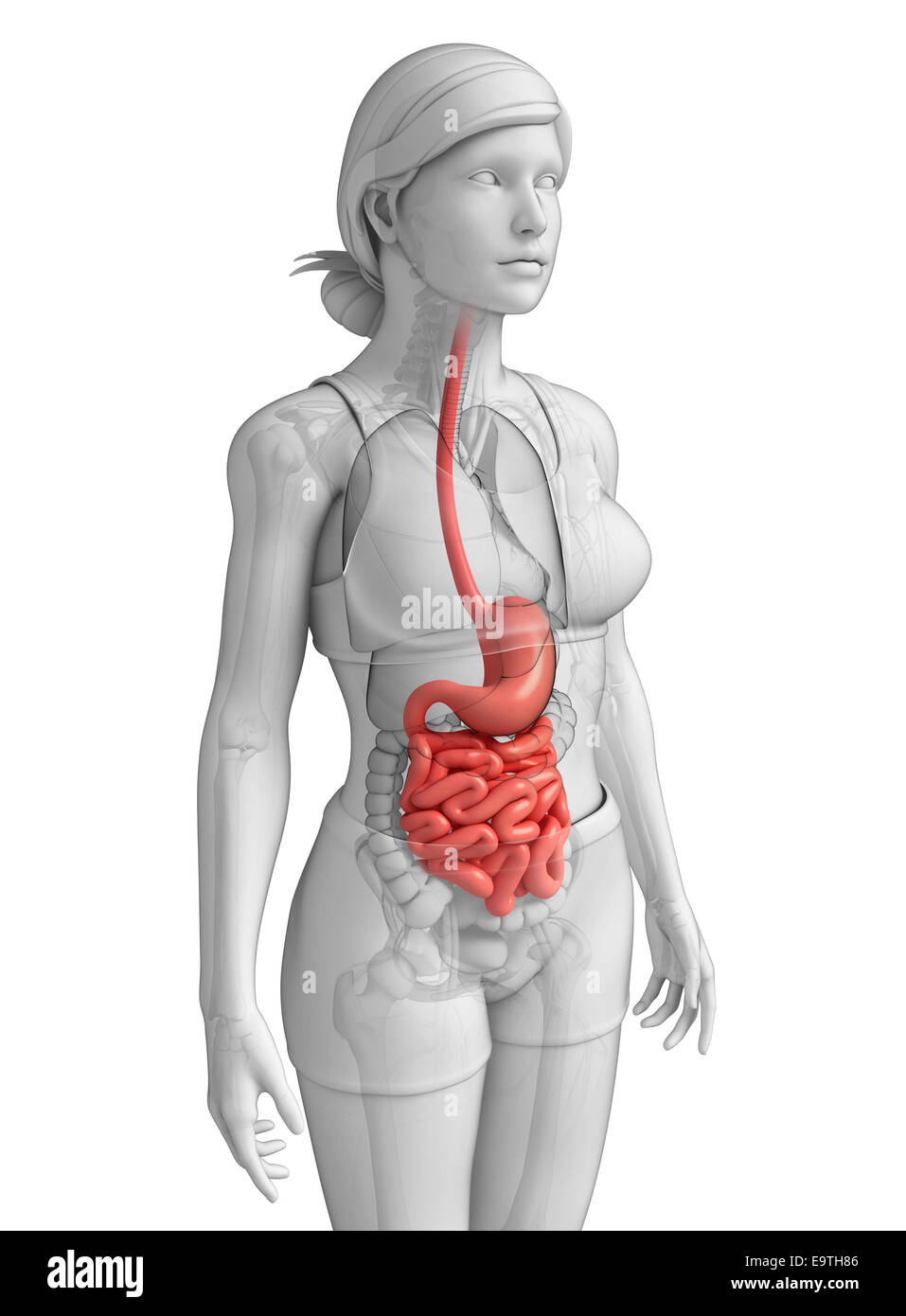 Darstellung der weiblichen Dünndarm Anatomie Stockfoto
