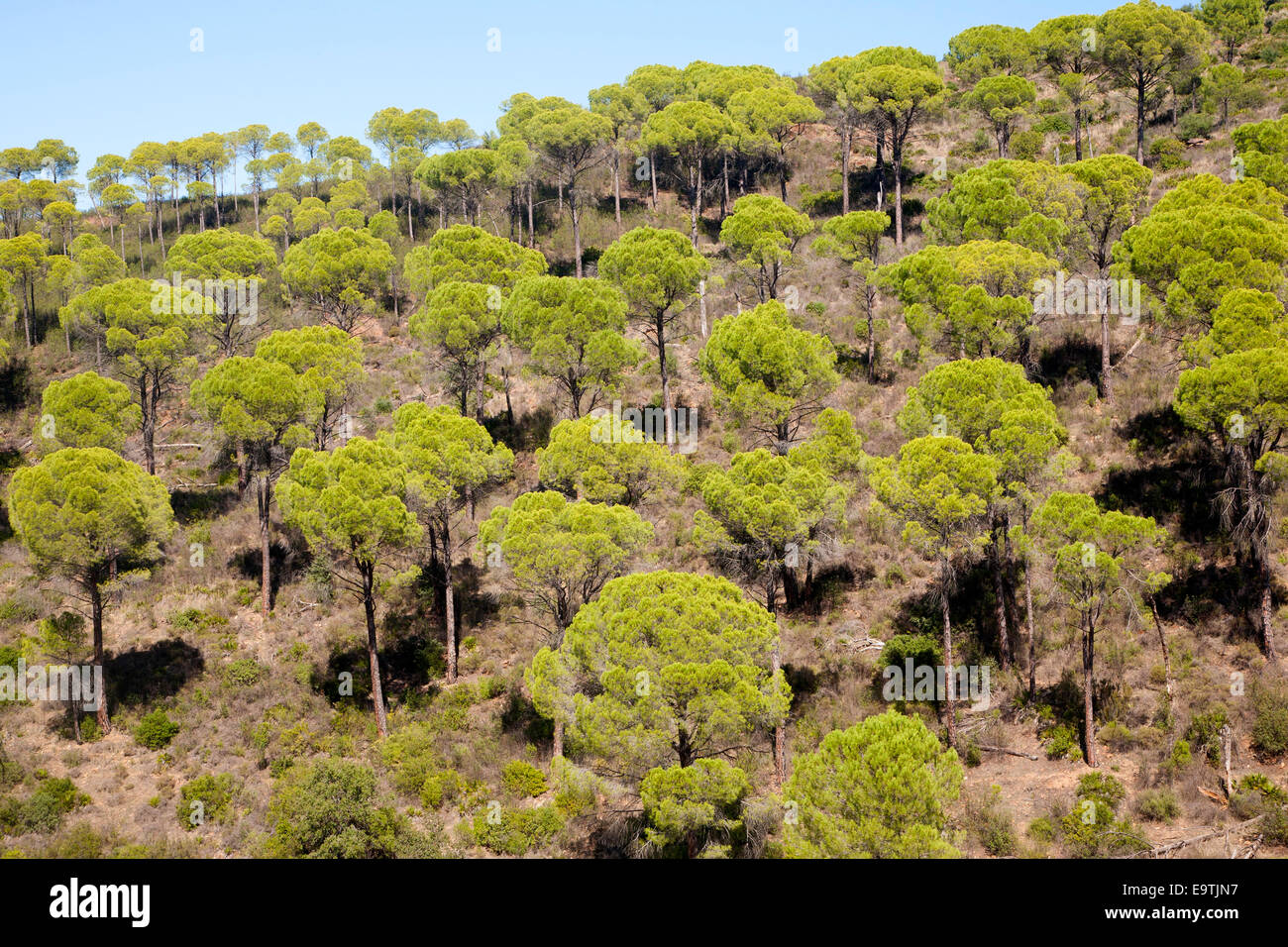 Wald aus Stein oder Schirm-Pinien, Pinus Pinea, in Rio Tinto River Tal, Minas de Riotinto, Huelva, Spanien Stockfoto