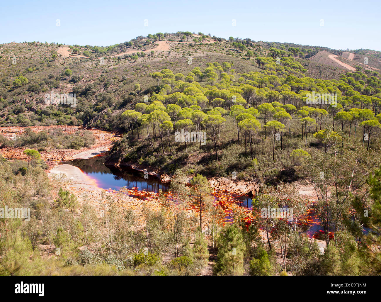 Wald aus Stein oder Schirm-Pinien, Pinus Pinea, in Rio Tinto River Tal, Minas de Riotinto, Huelva, Spanien Stockfoto