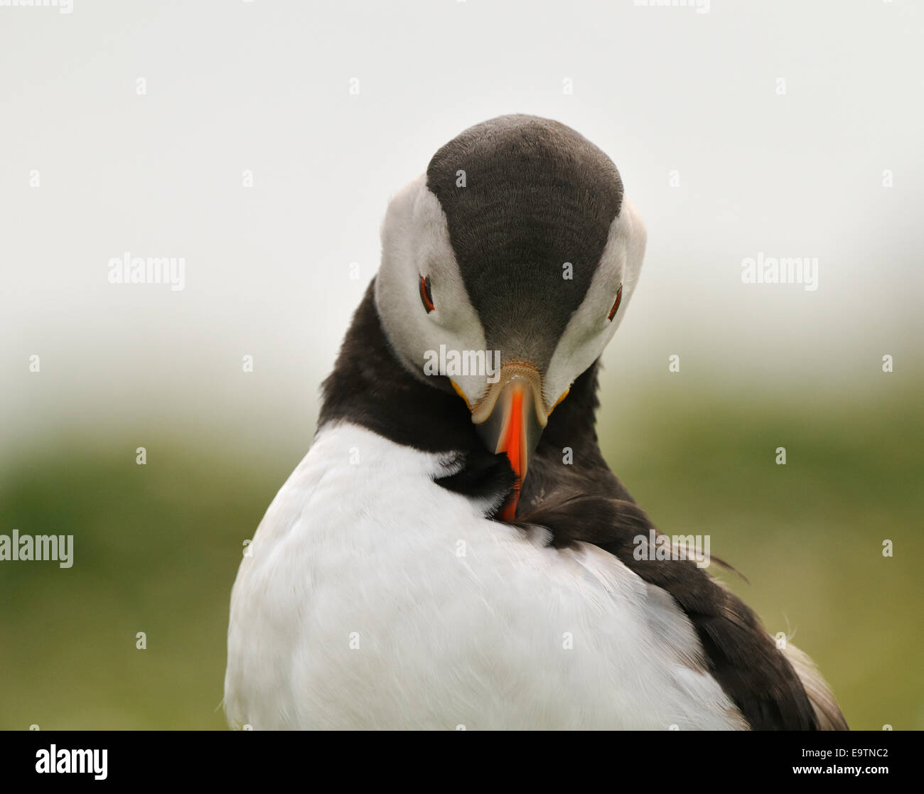 Papageitaucher zwischen Gräsern und kleinen Blumen auf den Klippen von Skomer Island im Südwesten der Halbinsel Marloes Stockfoto