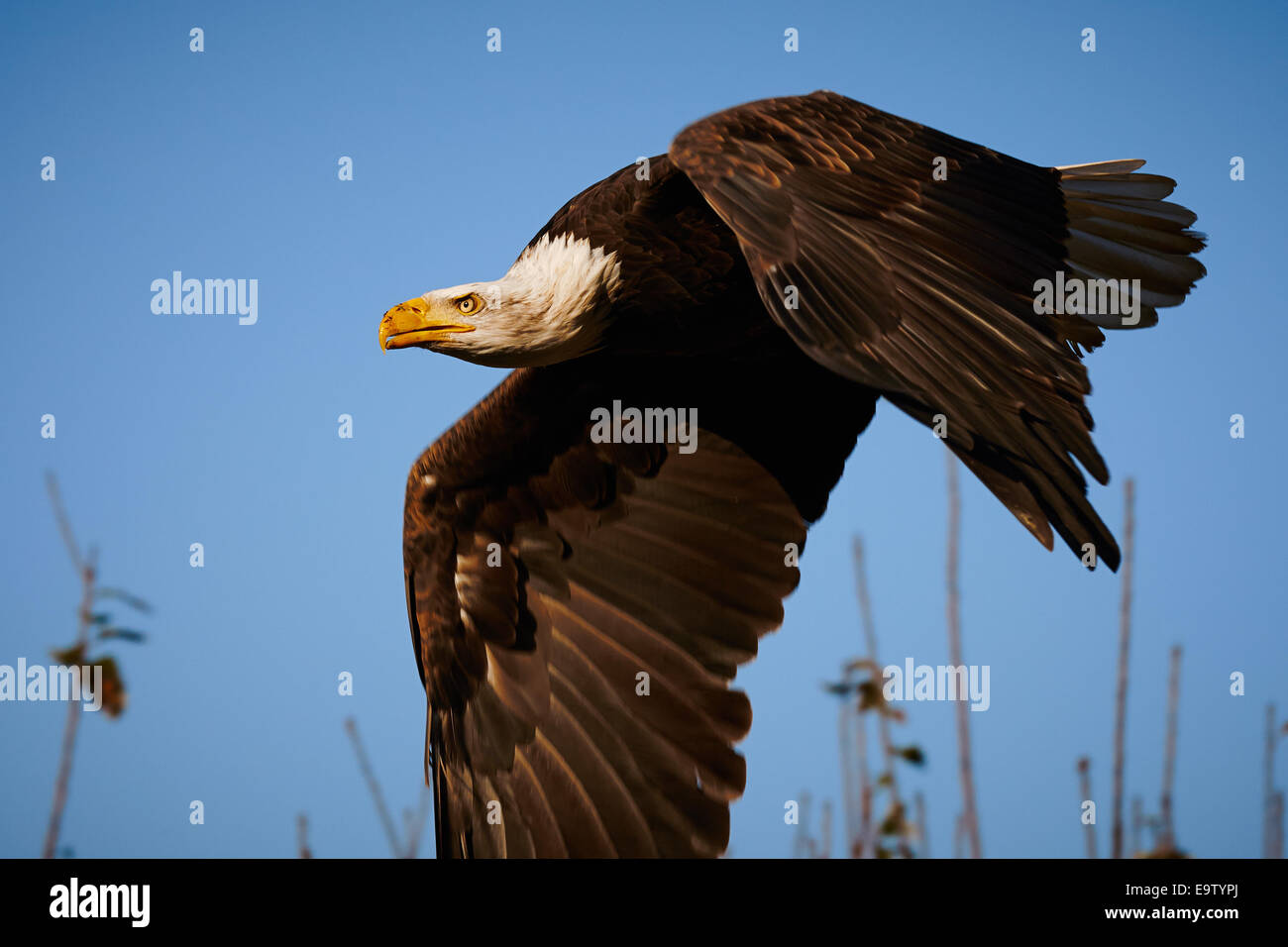 Verzweigt sich niedrig fliegenden Weißkopfseeadler vor einem blauen Himmel im Hintergrund Stockfoto