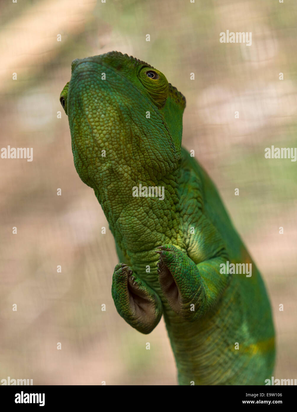 Ungewohnten Blick auf ein Chamäleon in Madagaskar Stockfoto