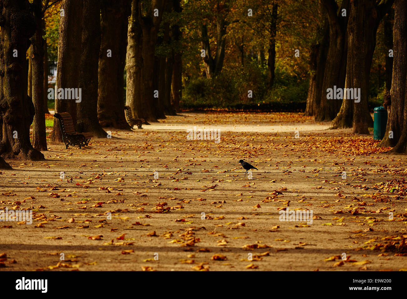 Herbst im park Stockfoto