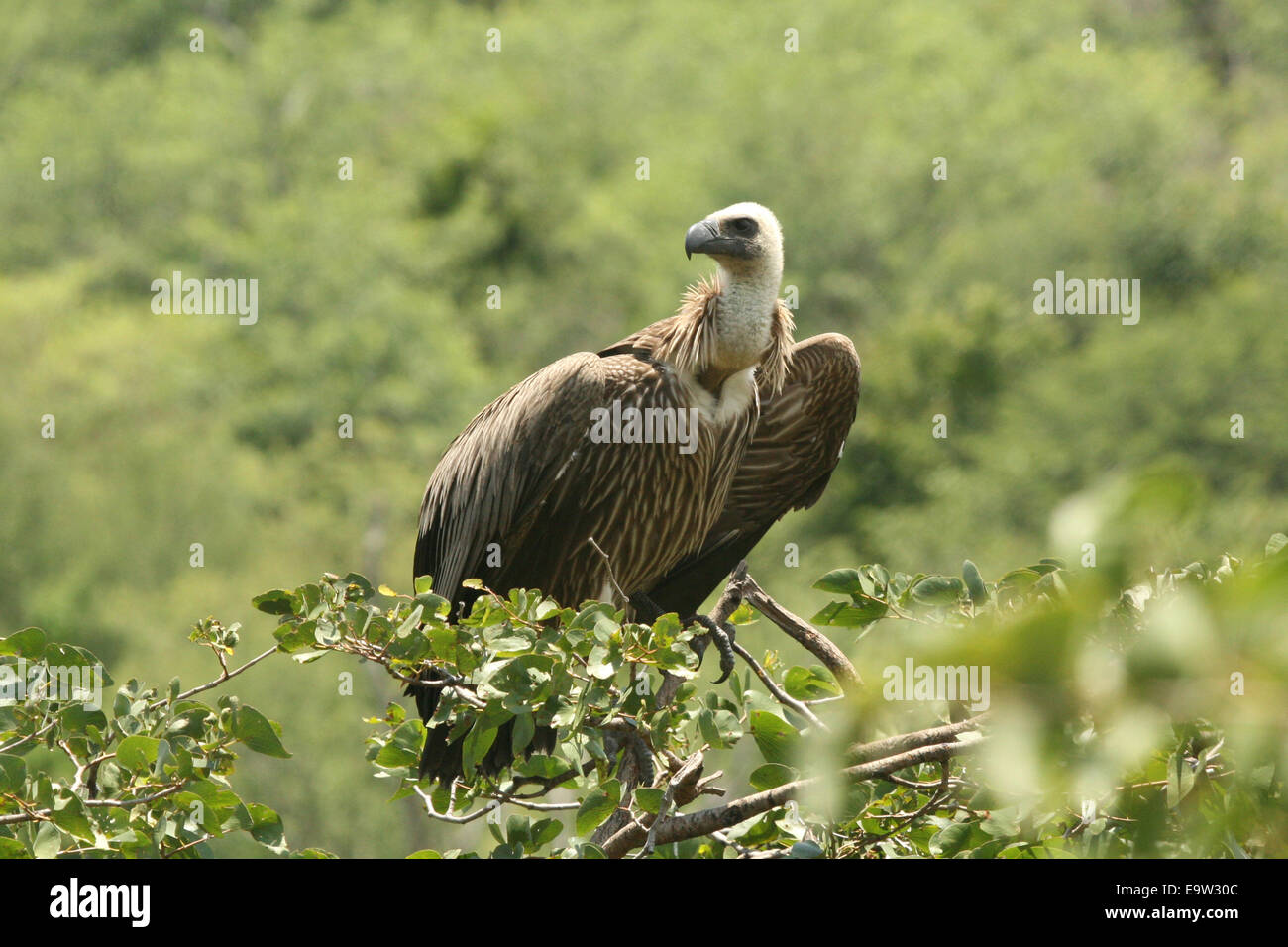 Weißrückenspecht Geier in Baumkrone. Stockfoto