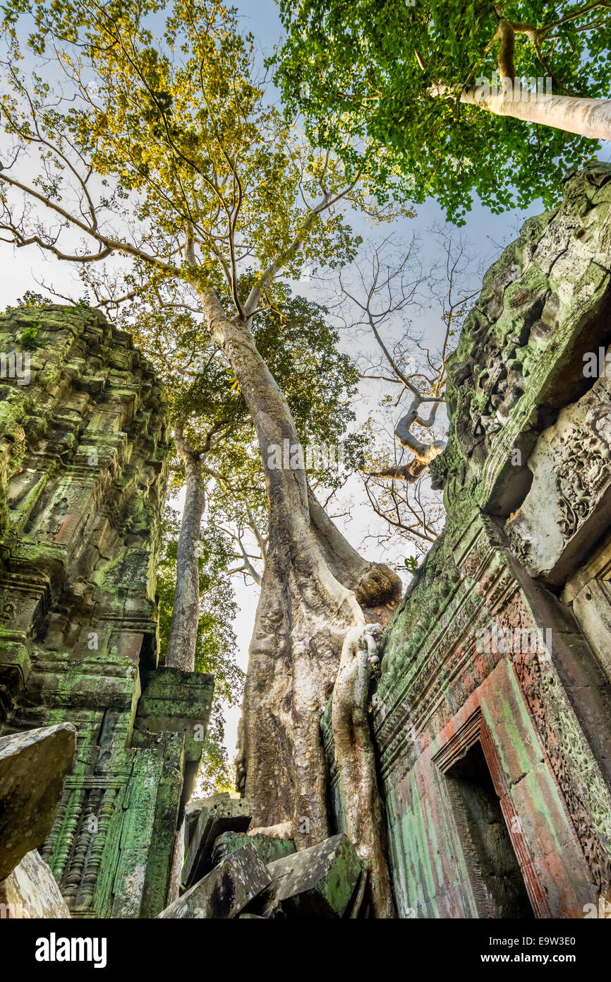 Ta Prohm, gebaut von den Khmer König Jayavarman VII als Mahayana buddhistischen Kloster und Universität. Riesige Bäume sind in th gemischt. Stockfoto