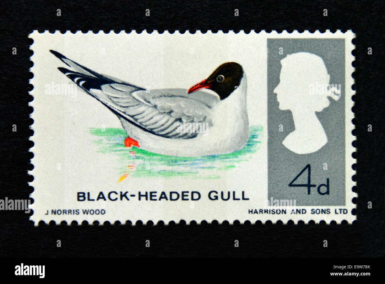 Briefmarke. Great Britain. Königin Elizabeth II. British Birds, Black-Headed Gull.1966. Stockfoto