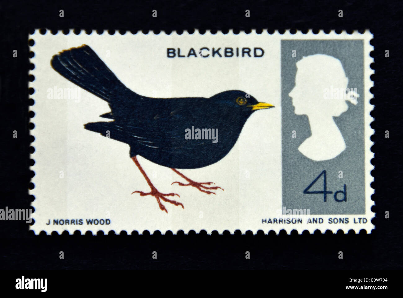 Briefmarke. Great Britain. Königin Elizabeth II. Britische Vögel, Blackbird.1966. Stockfoto