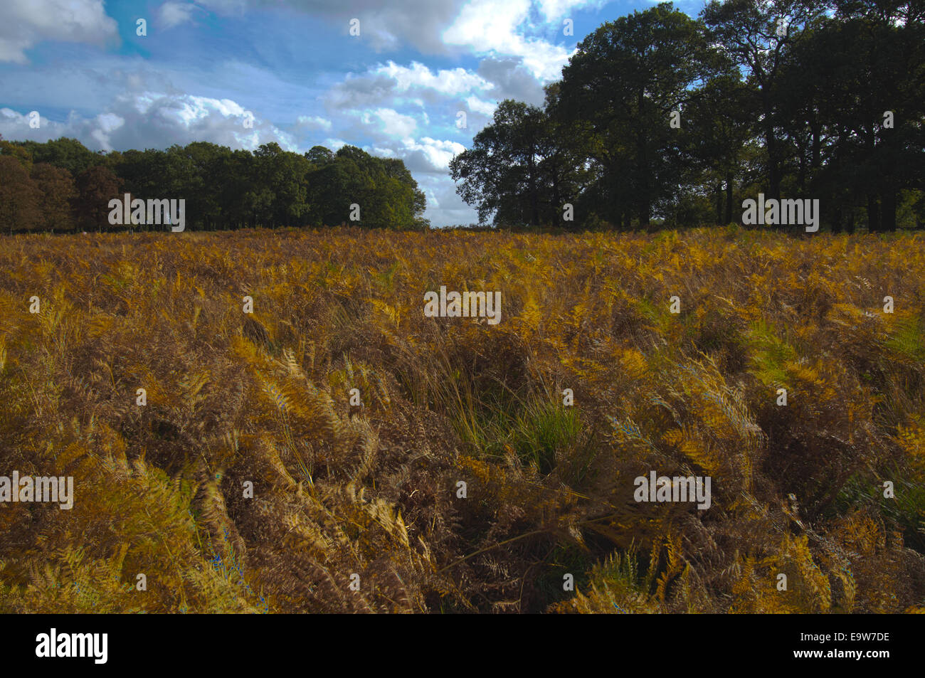 High Dynamic Range Image von Unterholz in Richmond Park Stockfoto