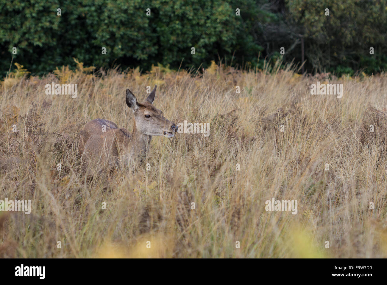 Versteckte Reh im Richmond Park Stockfoto