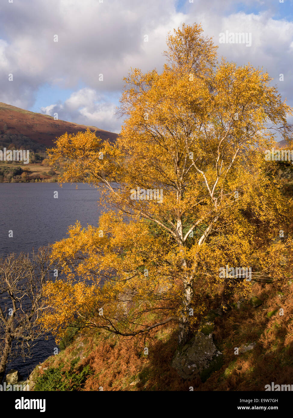 Sonnendurchflutete helle gelbe Blätter von Silber Birke im Herbst mit See Ullswater Ullswater hinaus, auf dem Weg, Lake District, Cumbria, England Stockfoto