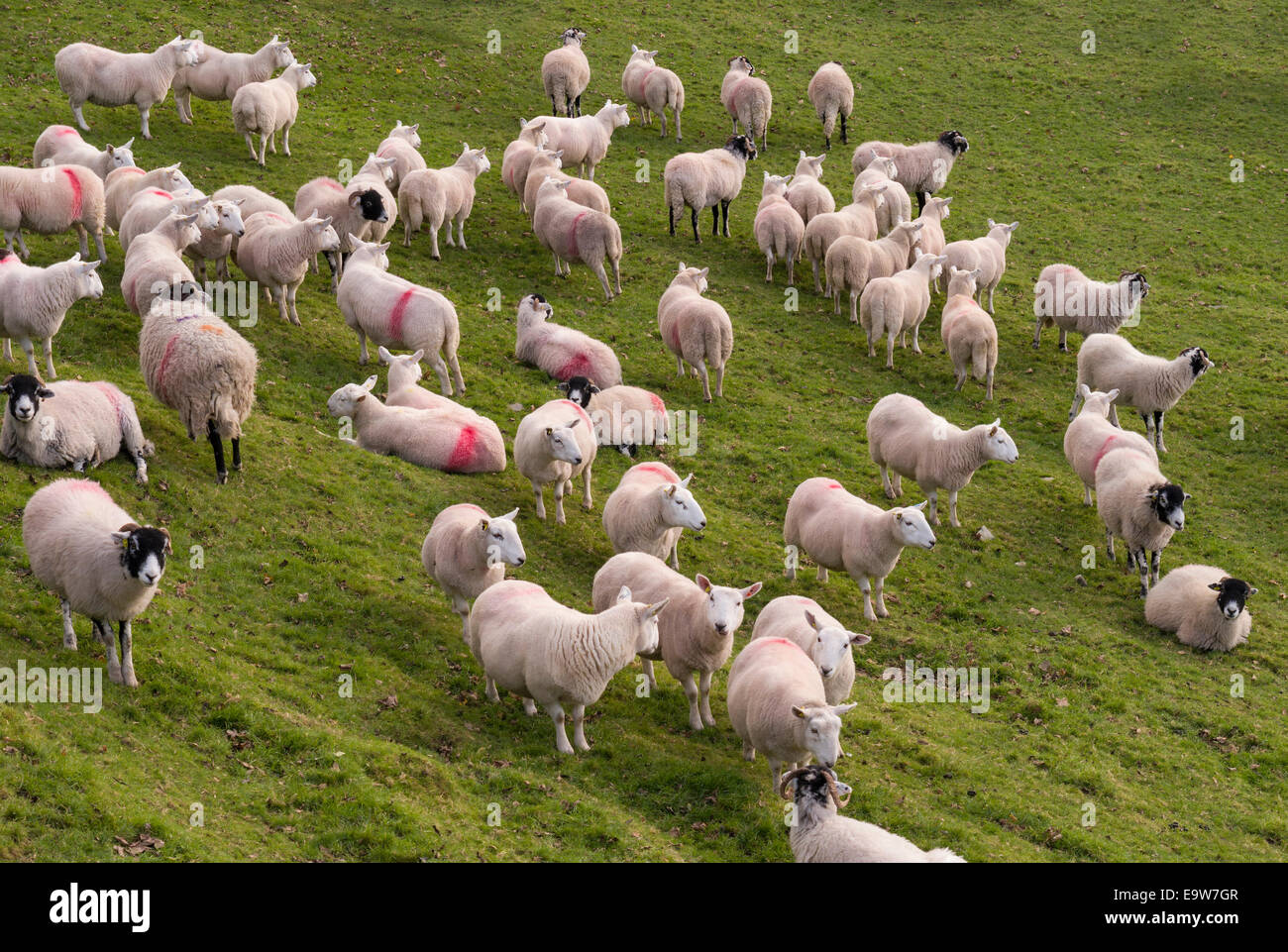 Weiße Schafherde in grüne Wiese, Lake District, Cumbria, England, UK. Stockfoto