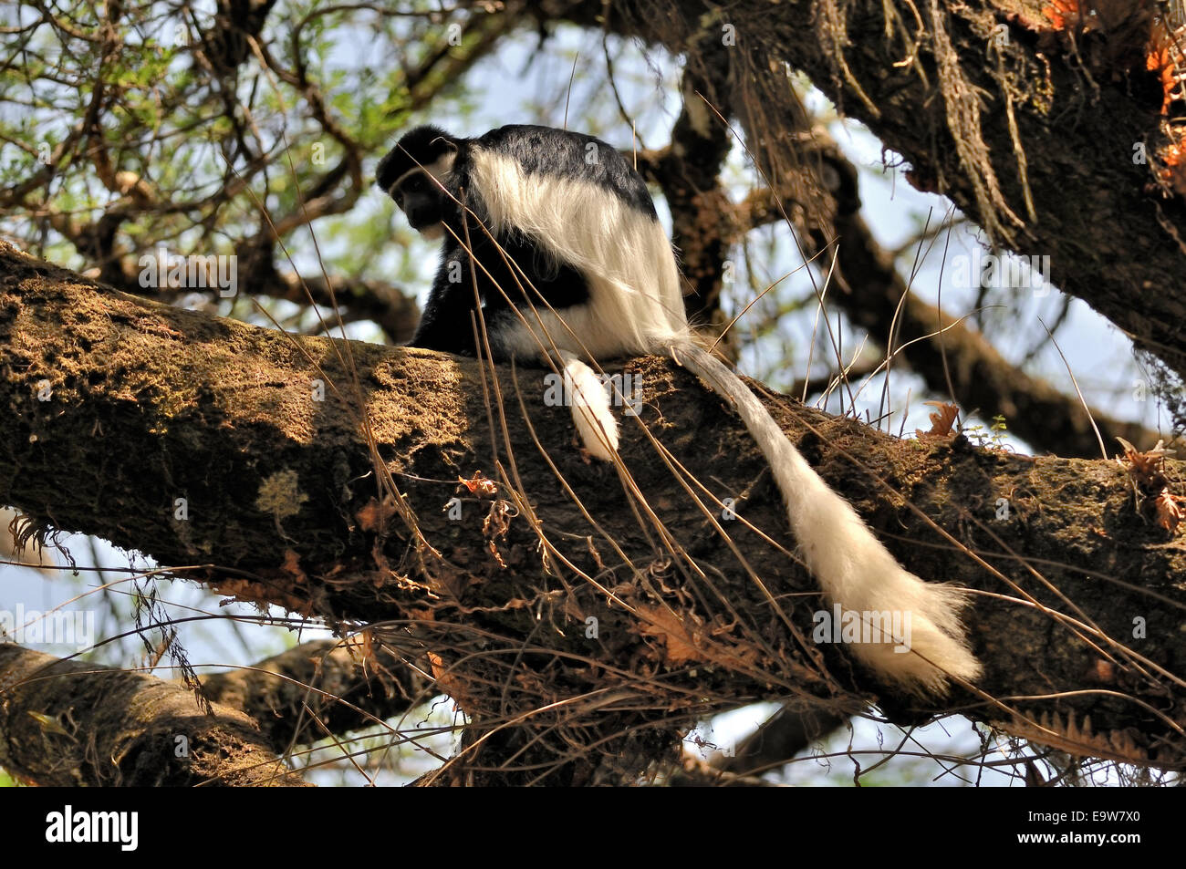 Jaguaren Guereza, Colobus Guereza, Cercopithecidae, Gambela Region, Äthiopien Stockfoto