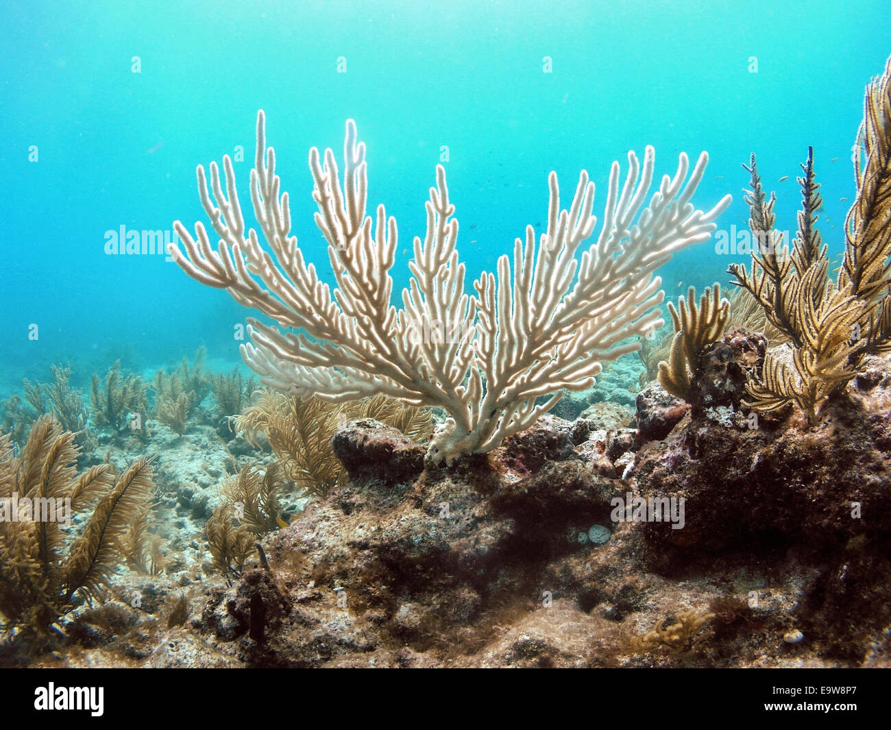 Eine Kolonie von den Weichkorallen, bekannt als die 'Rute gebogen Meer"steht auf einem Riff von Islamorada, Florida gebleicht. Hart und Stockfoto