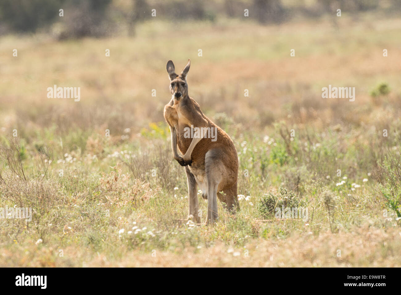 Stock Foto von einem männlichen roten Känguru stehend. Stockfoto