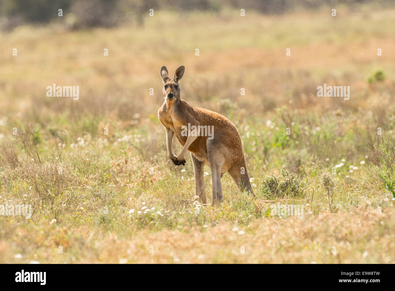 Stock Foto von einem männlichen roten Känguru stehend. Stockfoto