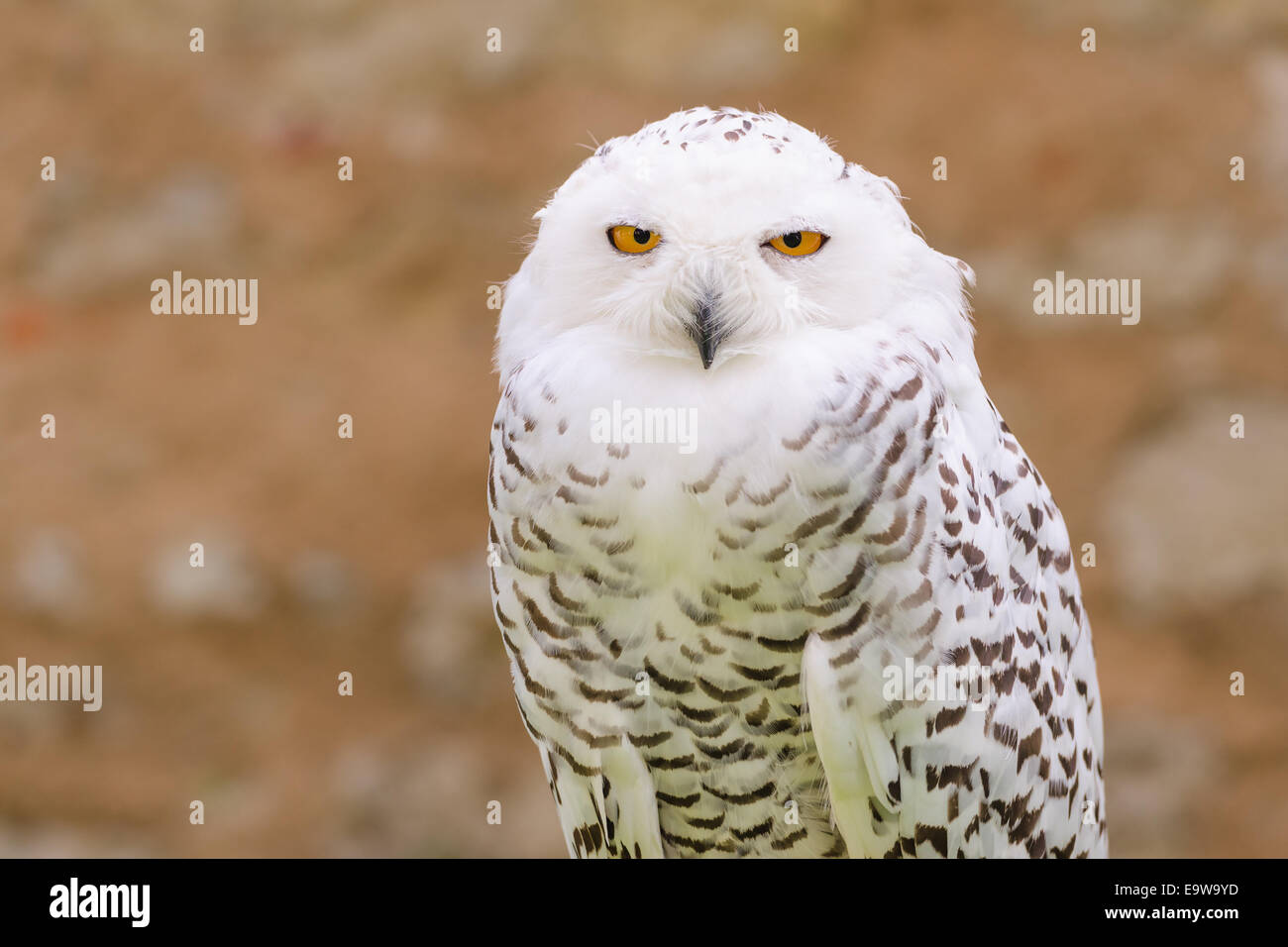 Porträt von wild stillen Raptor Vogel weiß Schneeeule Blick auf das Objektiv der Kamera mit gelben Augen Stockfoto