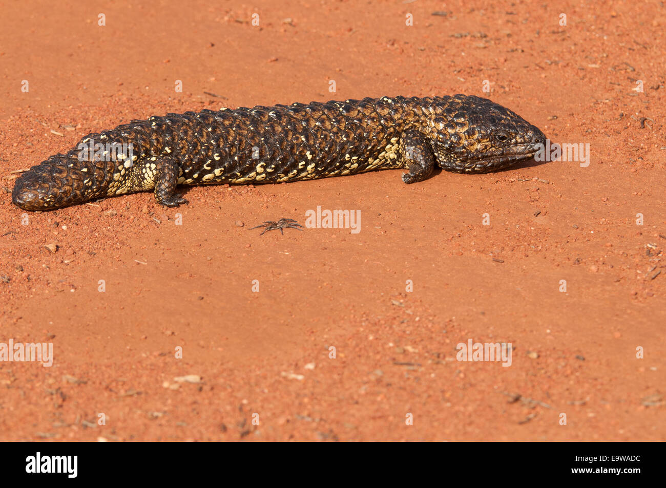 Stock Foto von einem verschlafenen Eidechse, Gawler Ranges, Australien. Stockfoto