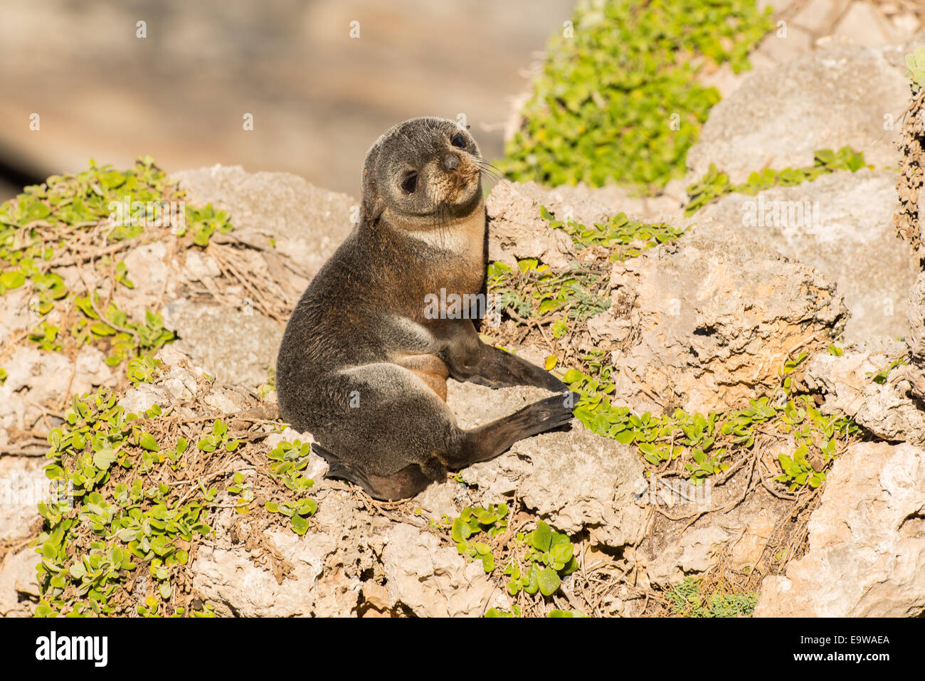 Stock Foto von New Zealand Fur Seal Pup sitzen am Ufer auf Kangaroo Island, Australien. Stockfoto