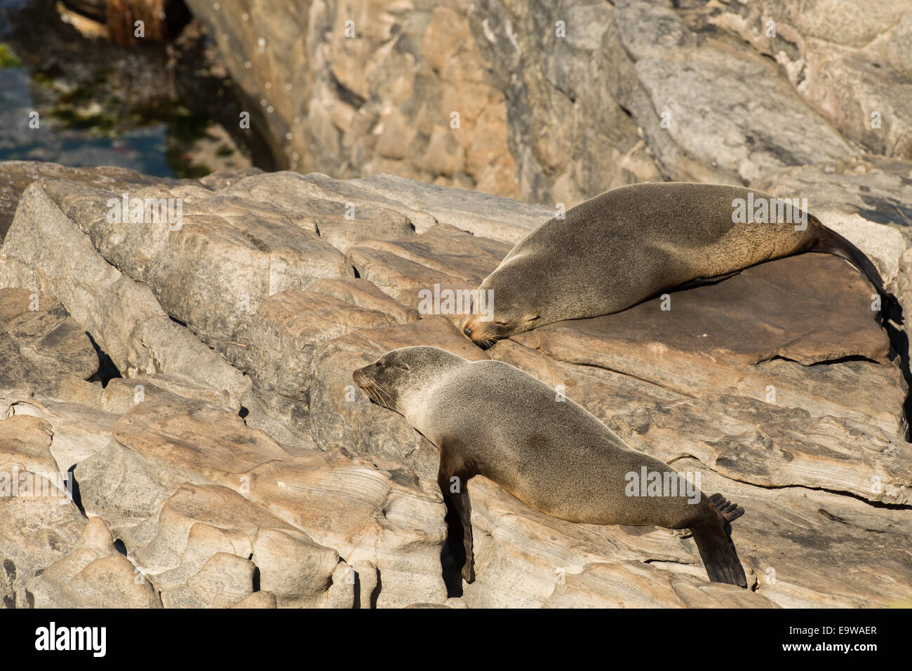 New Zealand Seebär Nickerchen auf den Felsen, Kangaroo Island, Australien. Stockfoto