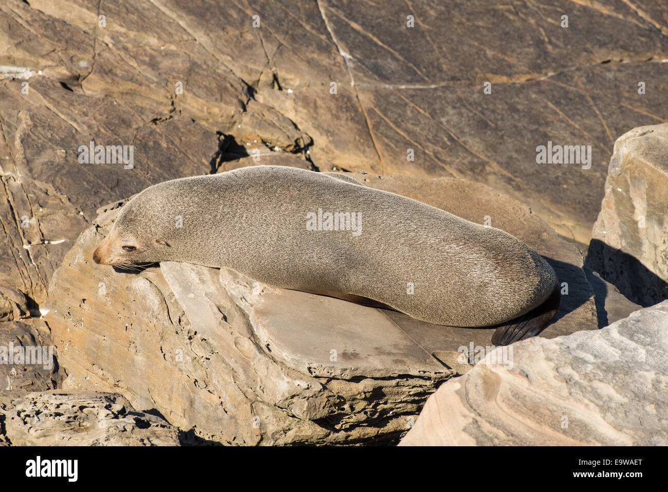 New Zealand Seebär Nickerchen auf den Felsen, Kangaroo Island, Australien. Stockfoto