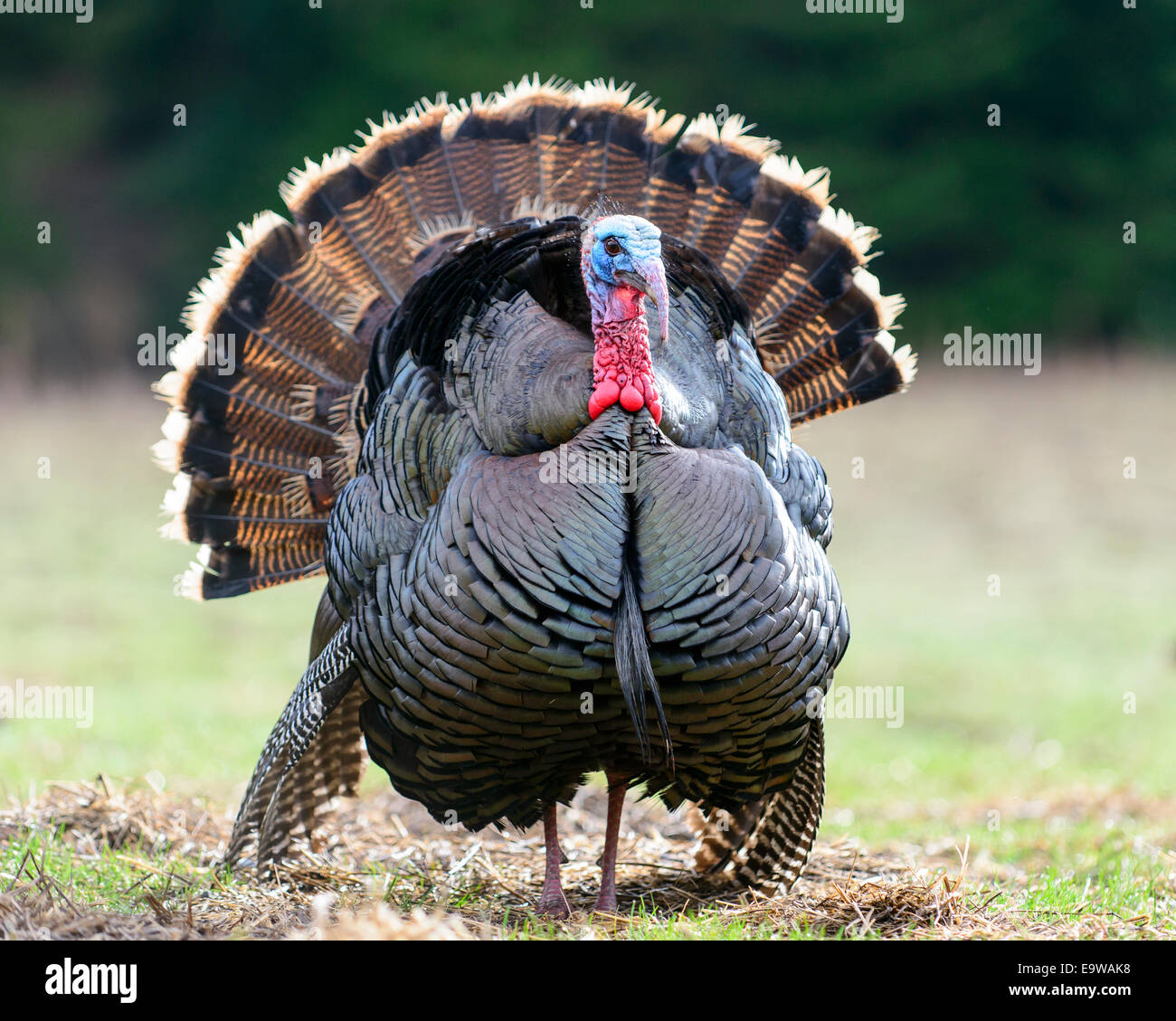 Wilder Truthahn (Meleagris Gallopavo), Western Montana Stockfoto