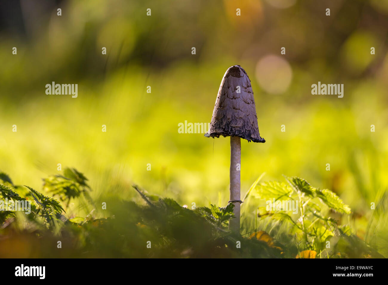 Nahaufnahme eines Shaggy Tinte GAP Pilzes mit Nachmittag Sonnenlicht an einem Herbsttag Stockfoto