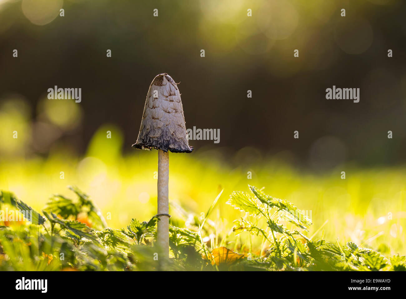 Nahaufnahme eines Shaggy Tinte GAP Pilzes mit Nachmittag Sonnenlicht an einem Herbsttag Stockfoto