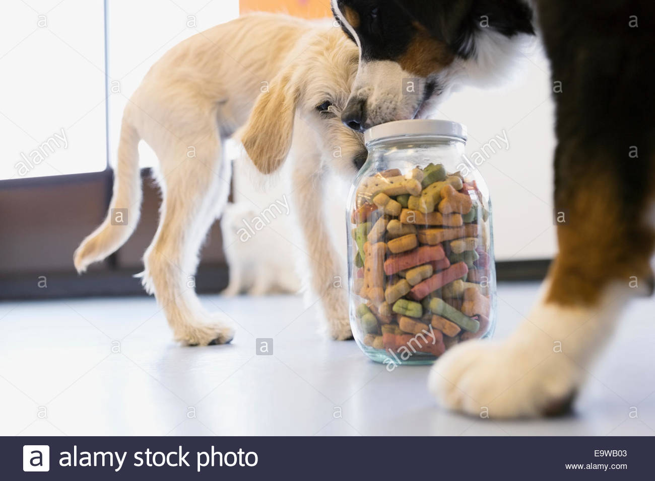 Hunde schnüffeln Glas mit Keksen Stockfoto