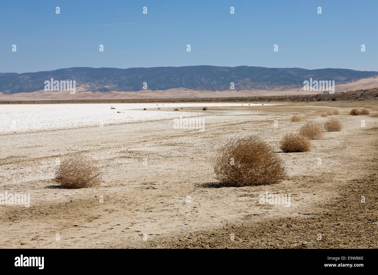 Tumbleweeds erstreckt sich entlang der Ufer von Soda Lake, Carrizo Plain Stockfoto