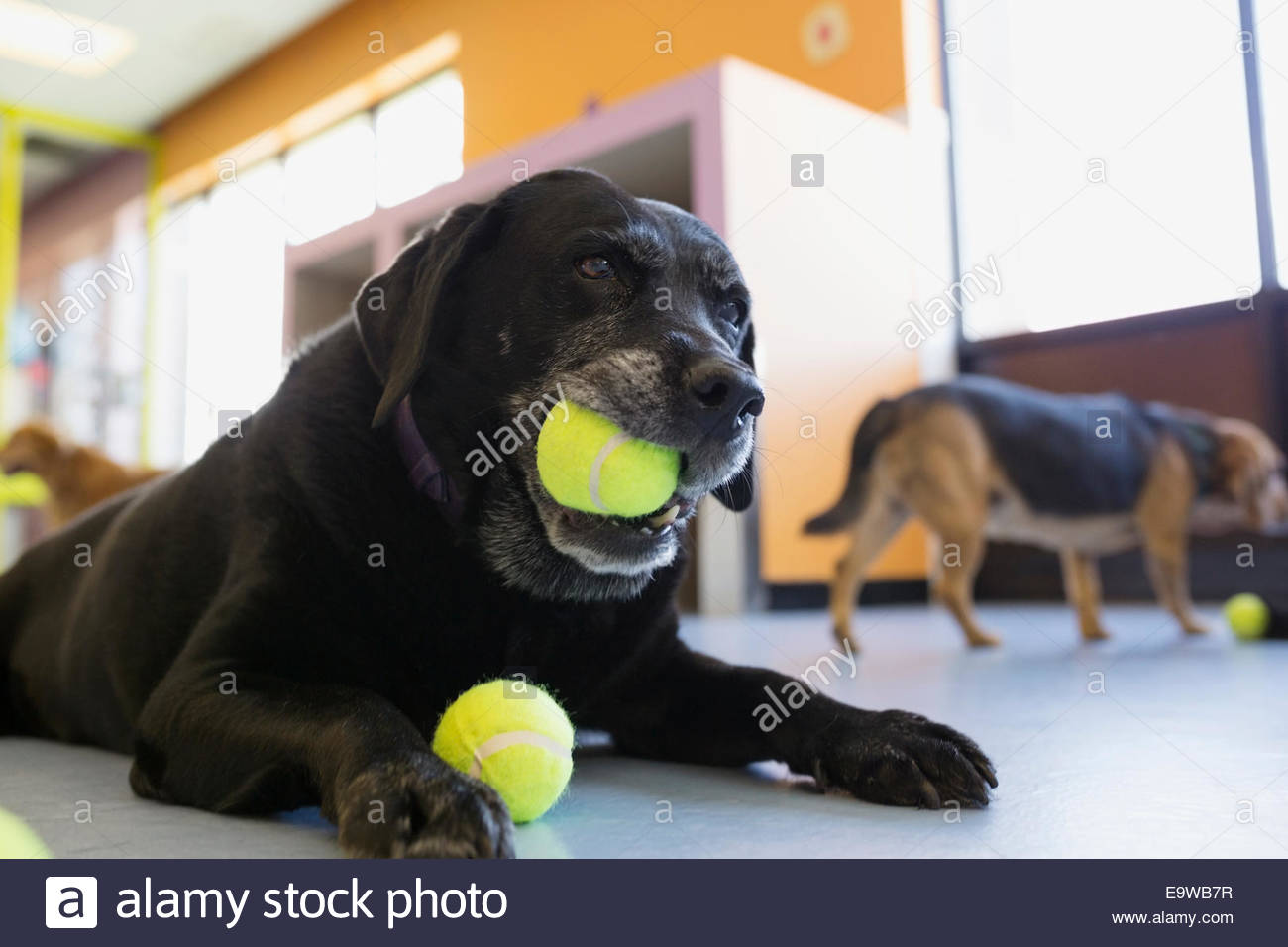 Schwarze Labrador Retriever kauen Tennisball Stockfoto