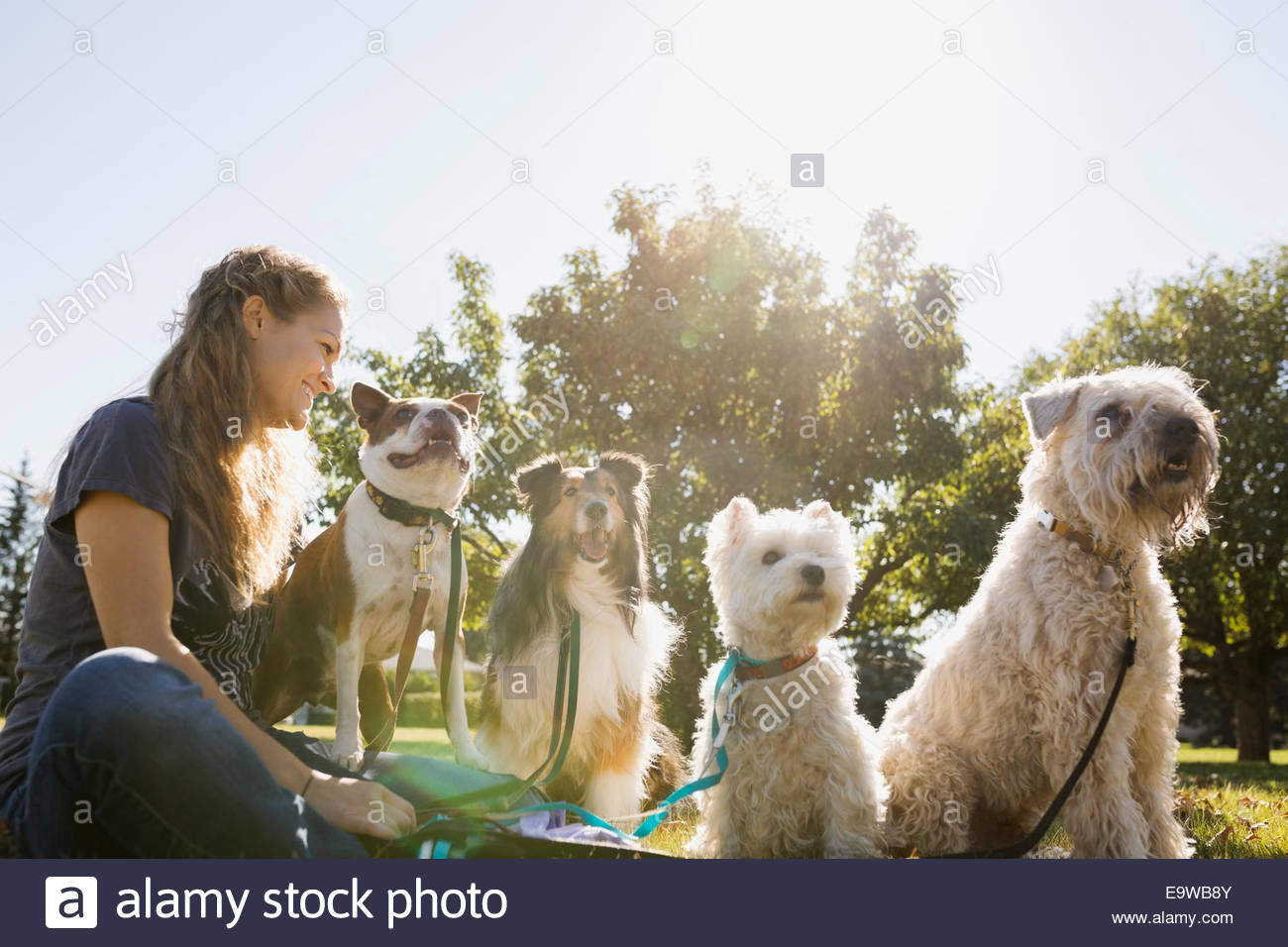 Dogwalker sitzen mit Hunden im sonnigen park Stockfoto