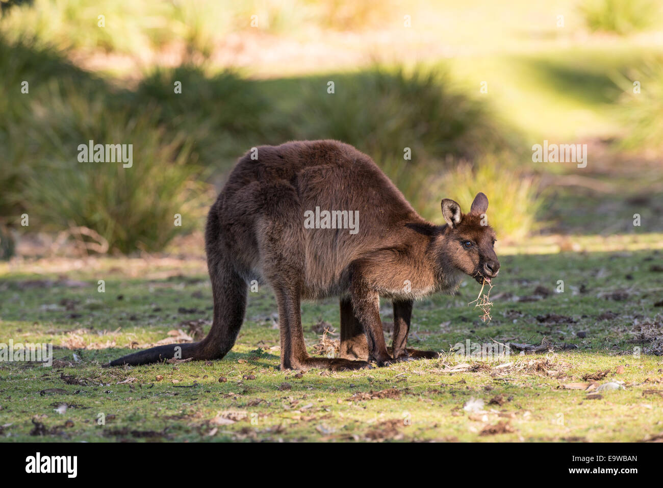 Kangaroo Island Känguru Weiden. Stockfoto