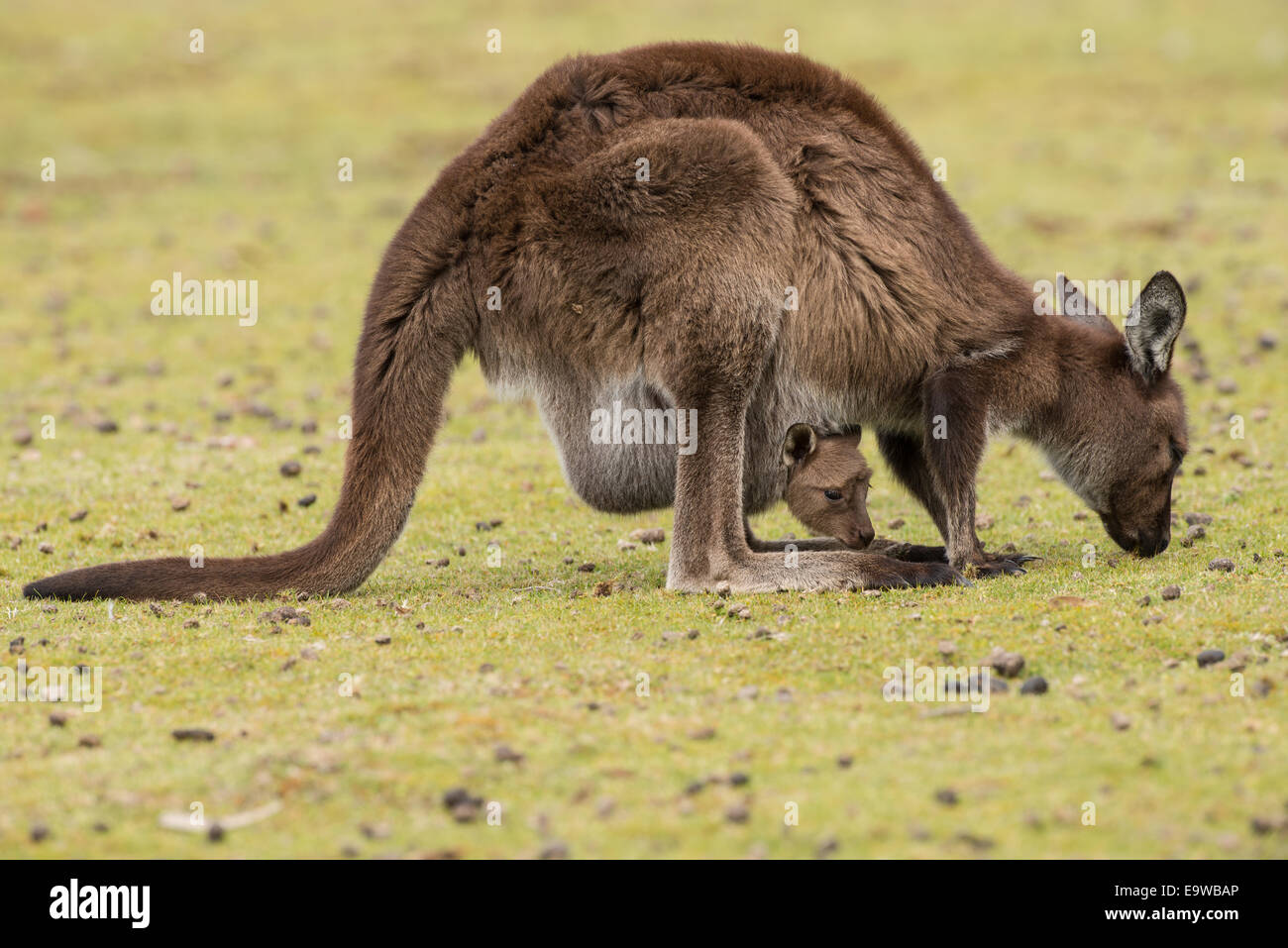 Kangaroo Island Känguru Weiden. Stockfoto