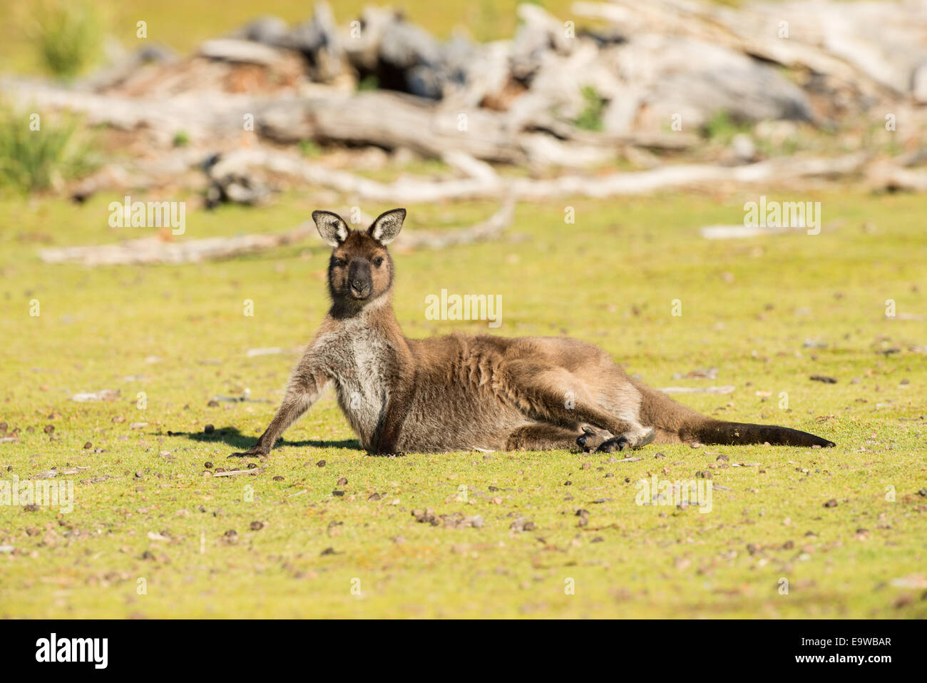Kangaroo Island Känguru ruht. Stockfoto