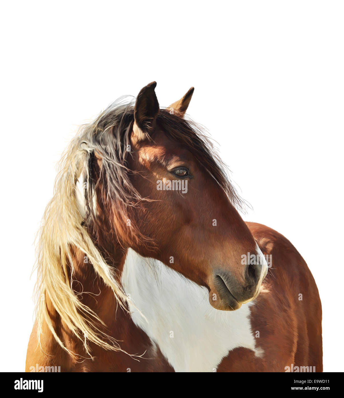 Digitale Malerei von Paint Horse auf weißem Hintergrund Stockfoto