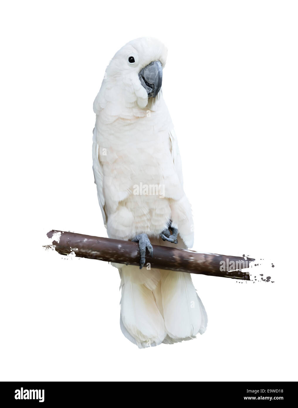 Digitale Malerei von weißer Papagei Stockfoto