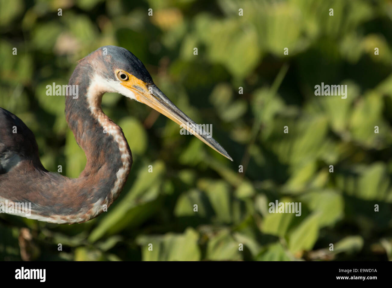 Detailansicht einer dreifarbigen Heron - Egretta tricolor Stockfoto