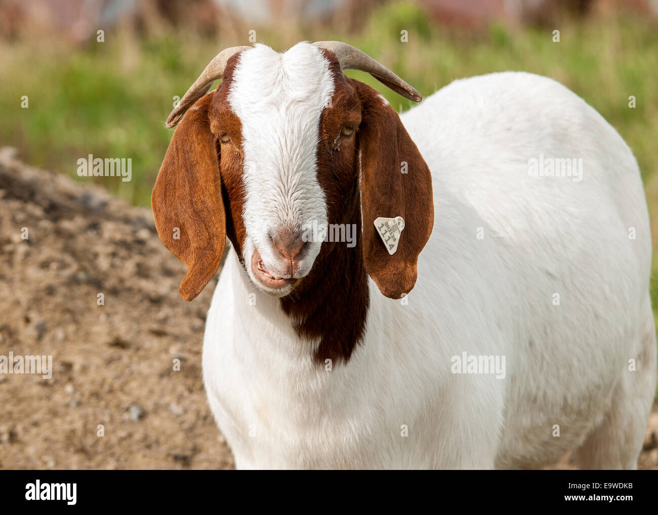 Eine braune und weiße doe Boer Ziege. Stockfoto