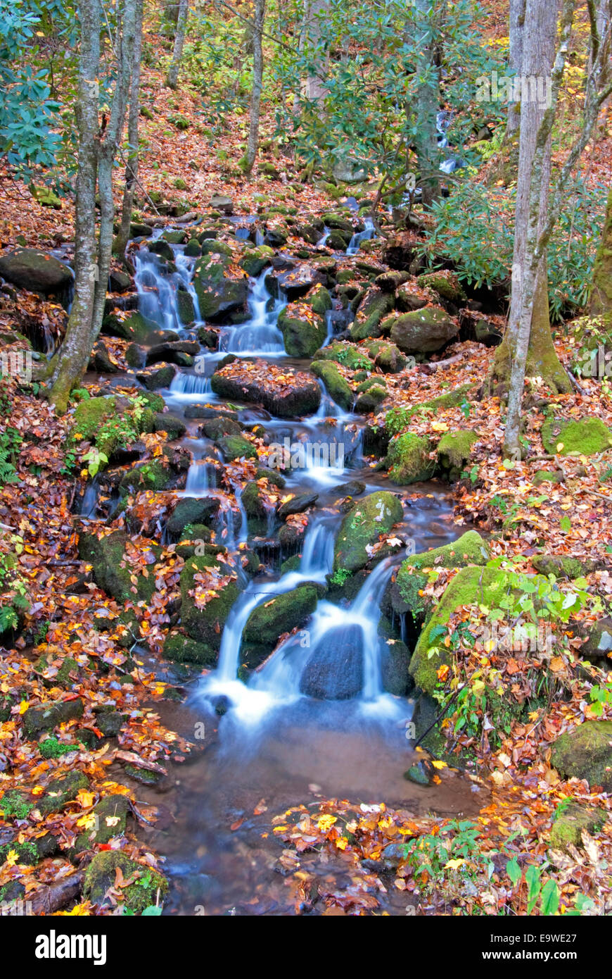 Stream im Herbst im Great Smoky Mountains National Park. Stockfoto