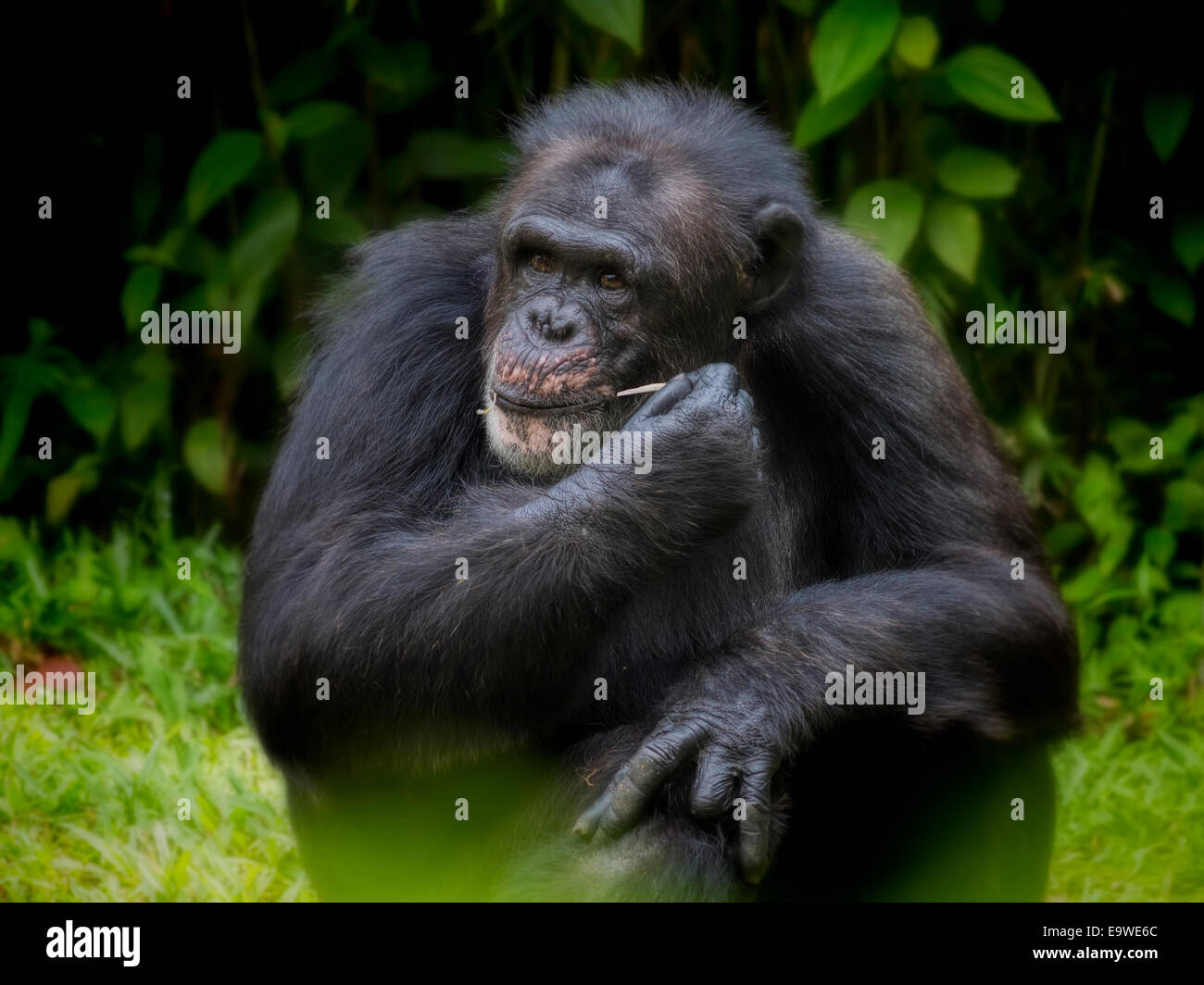 Gemeinsame Schimpanse Stockfoto