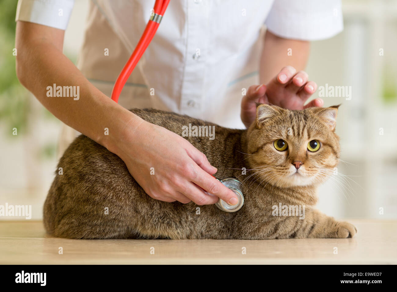 Tierarzt mit britische Katze in Klinik Stockfoto