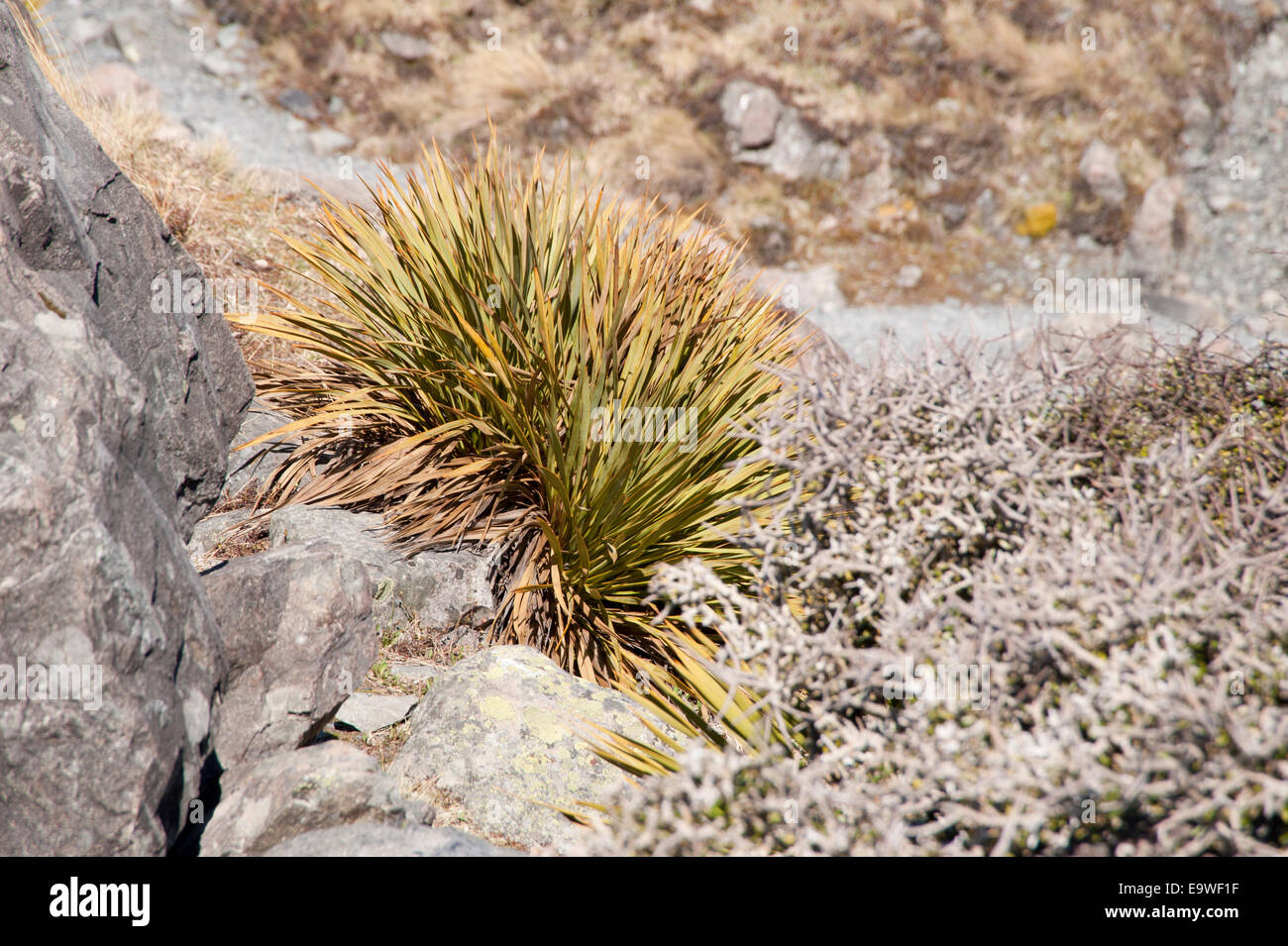 Alpine Pflanze im Aorangi Mt Cook National Park Stockfoto
