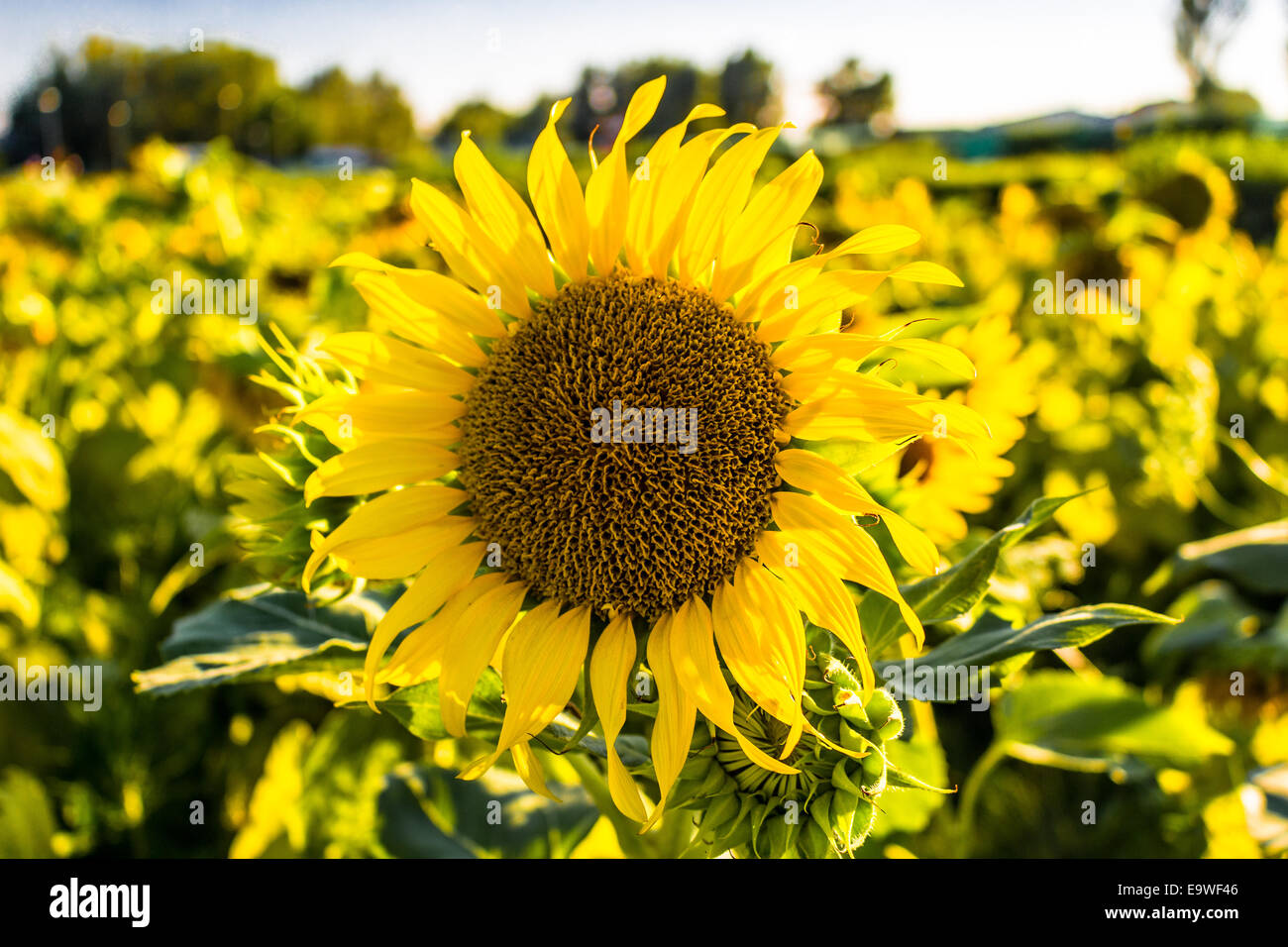 Nahaufnahme einer Sonnenblume (Helianthus Annuus) in einem Feld von Sonnenblumen in einem sonnigen Sommertag in Italien: gelbe Blüten, Orangen und gelben Stame mit dunklen gelben Blütenstempel. Weiß getupft hellgrünen lockigen Blätter Stockfoto