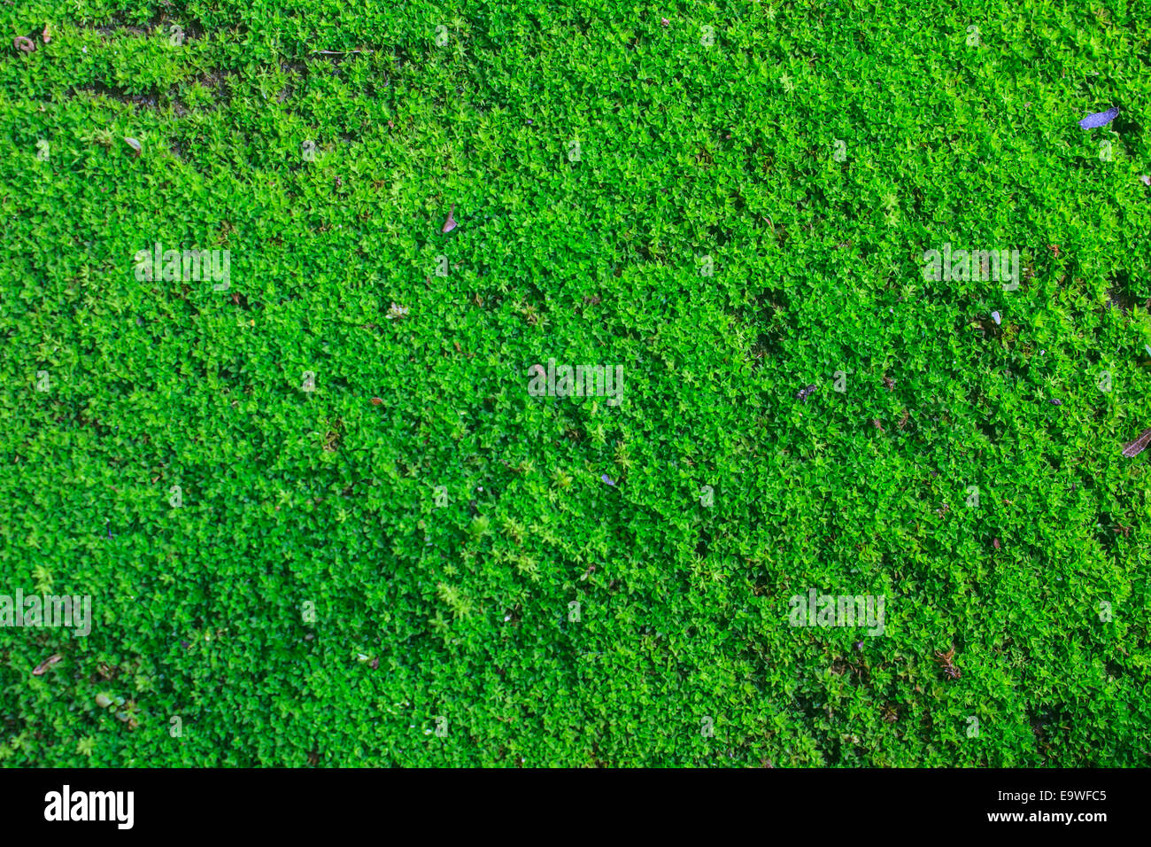 Ansicht von oben grün Moos für Hintergrundtextur Stockfoto