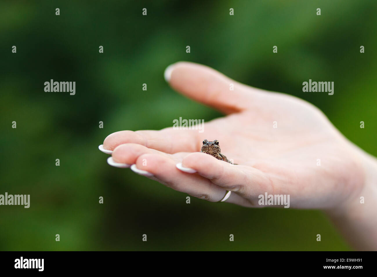 Kleiner Frosch auf der Hand. Stockfoto